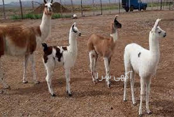 صنعتی لاما الکترونیک