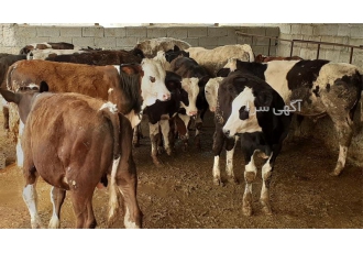 فروش گوساله دورگه مونته بیلیاردو سیمینتال