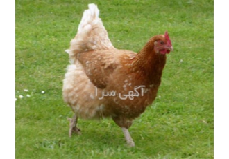 قیمت فروش نیمچه چهار ماه گلپایگانی طیور در تهران قیمت فروش نیمچه چهار