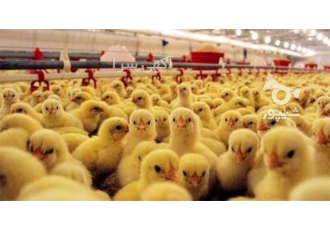 فروش جوجه مرغ گوشتی یک روزه نژاد راس اپلاس در تهران فروش جوجه مرغ گوشتی