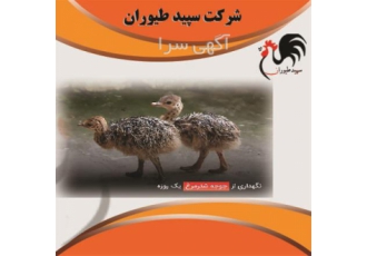 جوجه شترمرغ بیست روزه طیور در تهران جوجه شترمرغ بیست روزه طیور جوجه