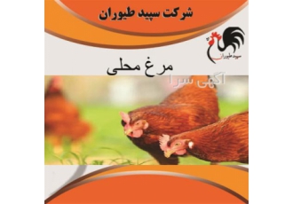 فروش مرغ تخم گذار محلی با نازلترین قیمت - طیور