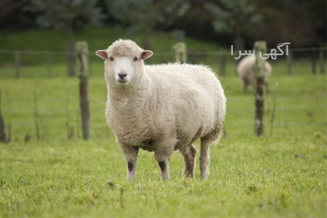 داروهای دامپزشکی