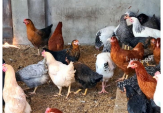 فروش مستقیم نیمچه مرغ سه ماهه اصلاح نژاد شده