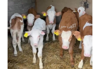گوساله سمینتال اصیل نر و ماده برای فروش