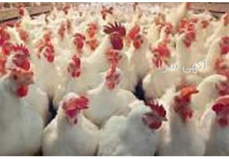 آموزش پرورش مرغ گوشتی به صورت حرفه ای در تهران آموزش پرورش مرغ گوشتی