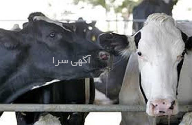 فروش کنسانتره دام