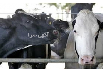 دوره آموزش پرورش گاو شیری با اعطای مدرک