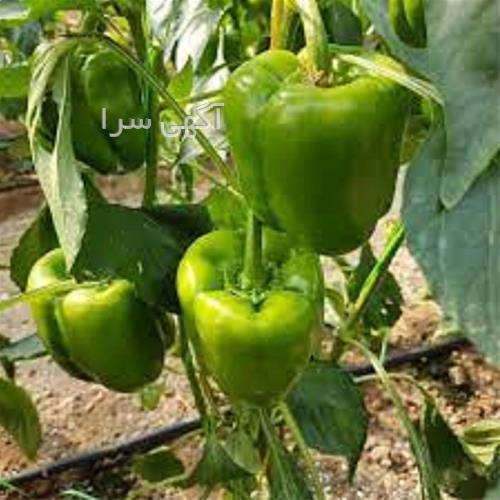 آگهی های بذر و نهال - گرگان