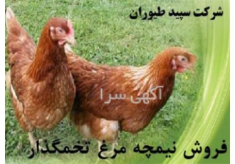 قیمت نیمچه مرغ محلی در ایران فروش نیمچه طیور در تهران قیمت نیمچه مرغ