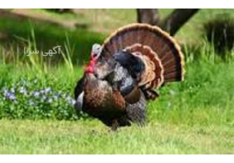 آموزش پرورش بوقلمون با مدرک تخصصی
