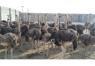 فروش شتر مرغ پرواری