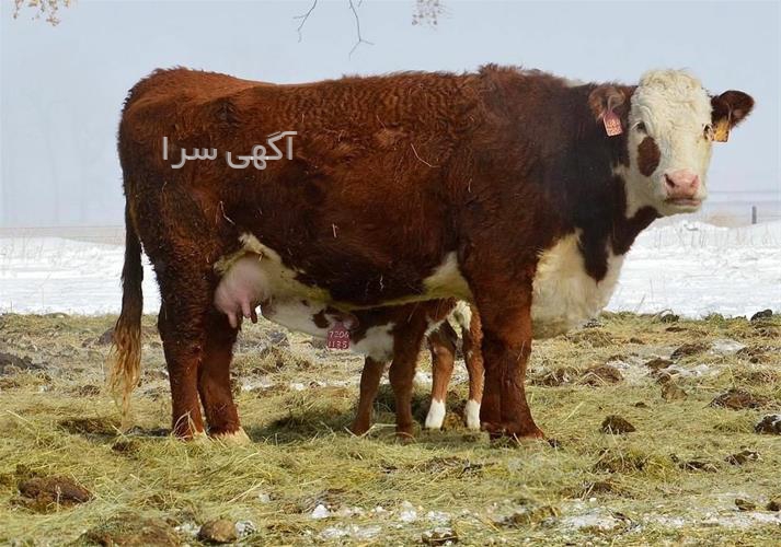 خرید دام از دیوار ایلام