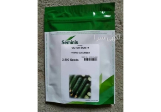 فروش انواع بذر ، بذر خیار ویکتور
