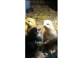 به صرفه ترین قیمت جوجه یک روزه بومی