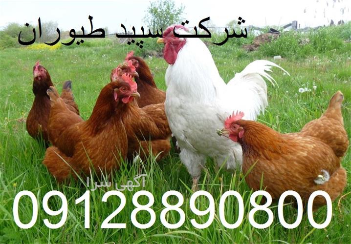 آگهی های کشاورزی و دامداری - کرمانشاه