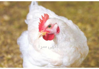 دوره آموزشی پرورش مرغ تخم گذار همراه تخفیف در تهران آموزش پرورش مرغ تخم