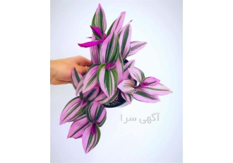 دوره آموزشی کاشت های گلخانه ای گیاهان آپارتمانی با مدرک معتبر بین المللی