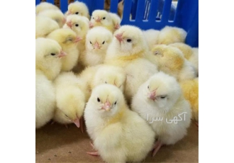 جوجه یکروزه گوشتی کاب در اصفهان فروش جوجه یکروزه گوشتی کاب ارسال