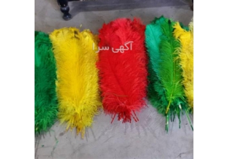 فروش پر رنگی شترمرغ در اصفهان پر بدن شترمرغ از زمان تولد تا حدود 8