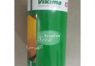 فروش بذر پیاز ویکی و فروش عالی در کرمان نوع رقم بذر استاندارد یا OP