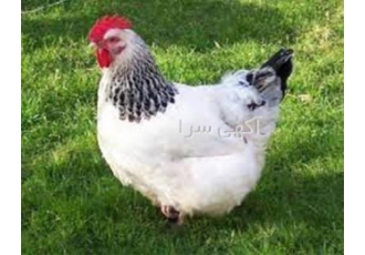 آموزش پرورش مرغ گوشتی و تخمگذار در تهران آموزش تخصصی پرورش مرغ گوشتی