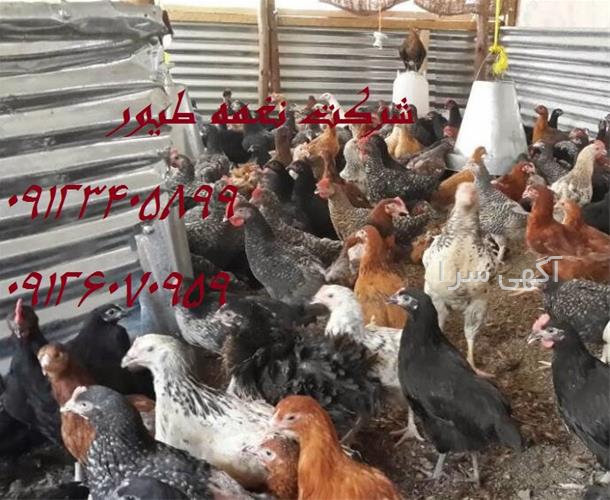 طيور النار dailymotion 35