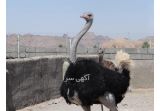 دوره آموزش پرورش شتر مرغ جامع و کامل دوره آموزش پرورش شتر مرغ جامع و کامل