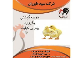 پخش عمده جوجه یک روزه مرغ گوشتی جوجه گوشتی طیور در تهران پخش عمده