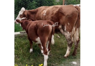 فروش تلیسه و گوساله سمینتال در کرمانشاه با سلام تلیسه سمینتال آبستن