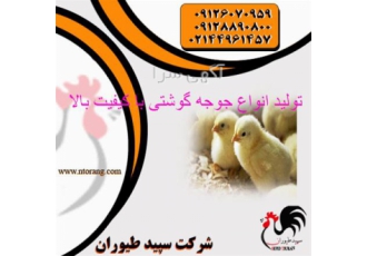 فروش مرغ گوشتی فروش انواع جوجه گوشتی در تهران فروش مرغ گوشتی فروش