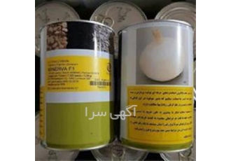 قیمت روز بذر پیاز مینروا - توزیع بذر پیاز مینروا