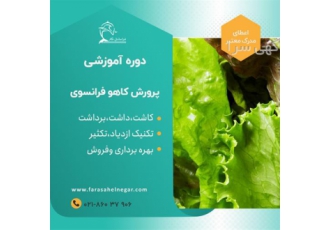 دوره آموزشی پرورش کاهو فرانسوی در تهران در حال حاضر بهترین کاهوی رنگی