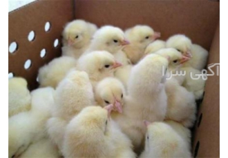 جوجه یکروزه گوشتی فلکس در اصفهان فروش جوجه کرغ یکروزه گوشتی نژاد فلکس