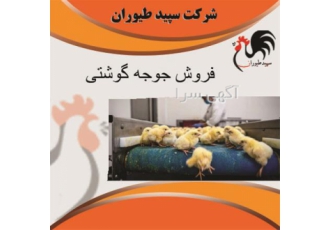 خرید و فروش جوجه مرغ گوشتی