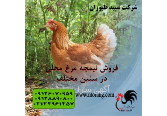 فروش نیمچه مرغ محلی 3 ماهه تخم گذار بومی - طیور