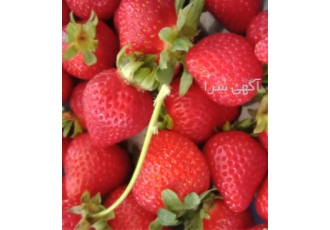 کارگاه آموزشی کشت گوجه فرنگی خیار فلفل دلمه ای در تهران دوره آموزشی