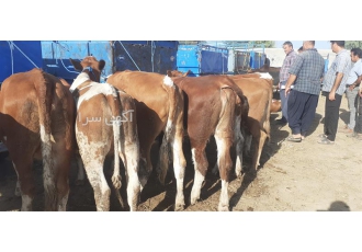تلیسه و گوساله سیمینتال نژاد برتر برای پرورش دام در بندر ترکمن مرکز