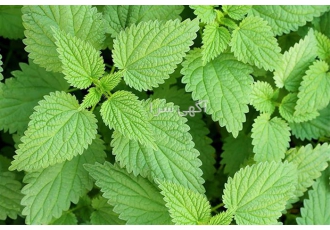 دوره آموزشی سرمایه گذاری تولید گیاهان دارویی.