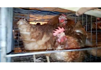 فروش مرغ تخم گذار لوهمن واکسینه شده طیور در تهران فروش مرغ تخم گذار