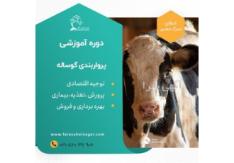 آموزش دامداری گوساله پرواری در تهران آموزش کاربردی توسط برترین اساتید
