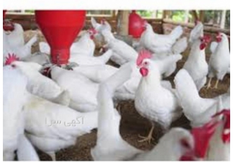 دوره آموزش پرورش مرغ گوشتی همراه با مدرک در تهران آموزش کاربردی پرورش