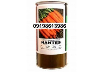 بذر هویج نانتس اصل ؛ دوره رشد ۹۰ تا ۱۰۰ روزه در شیراز بذر هویج نانتس