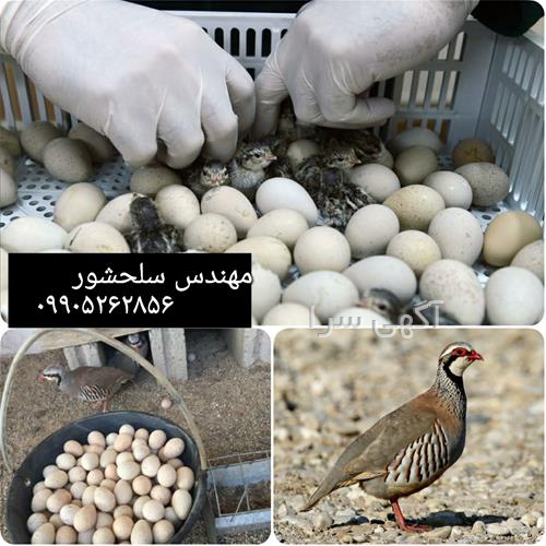 آگهی های کشاورزی و دامداری - گله دار