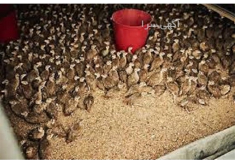 آموزش پرورش بلدرچین گوشتی و تخمگذار