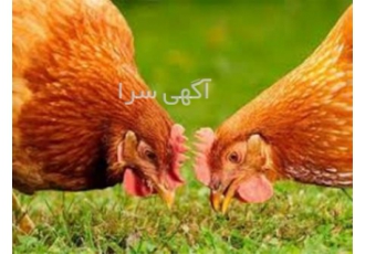 آموزش جیره نویسی طیور با مدرک در تهران برگزاری سمینار آموزشی پرورش