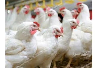 آموزش صفر تا صد پرورش مرغ بومی