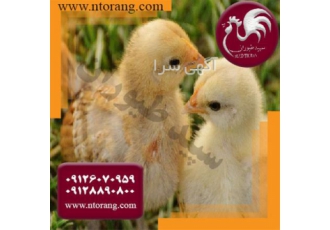 فروش جوجه مرغ گوشتی محلی جوجه مرغ محلی طیور در تهران جوجه مرغ گوشتی