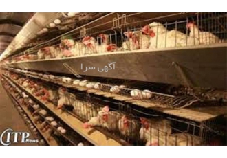 دوره آموزش پرورش مرغ گوشتی و تخم گذار در تهران دوره آموزش پرورش مرغ