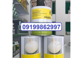 فروش ویژه بذر پیاز مینروا با ارسال سراسری در بندرعباس این محصول زودرس